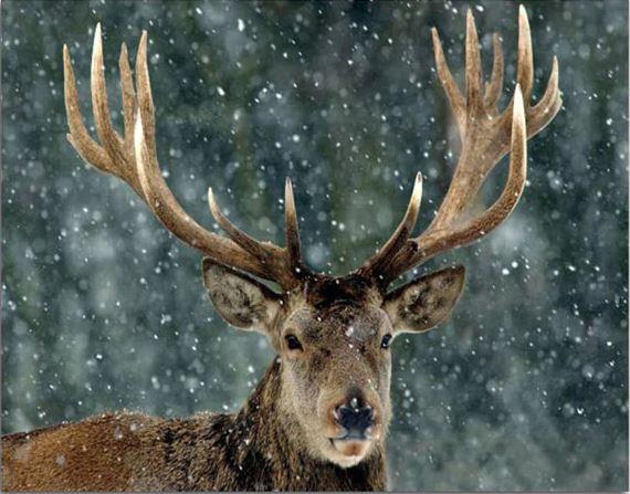 Christmas Snow Deer Animals Paint By Numbers 
