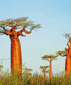 Alley Of The Baobabs Madagascar Paint by numbers