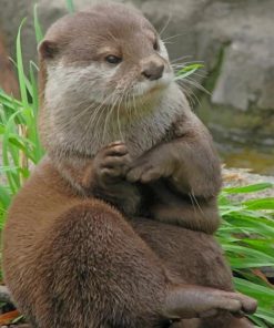 asian-small-otter-paint-by-numbers