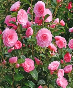 camellia-flowers-paint-by-numbers