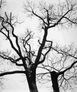 Two Black And White Trees paint by numbers