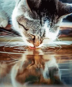 Cat Drinking Water paint by numbers