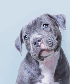 Cute Blue Staffy Puppy paint by numbers