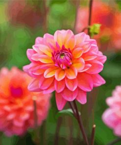 Dahlia Coral Flowers paint by numbers