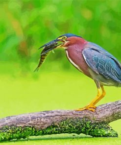 Green Heron Catching Fish paint by numbers