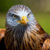 Red Kite Bird Face paint by numbers