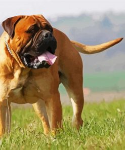 Bull Mastiff Pet paint by numbers