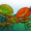 Underwater View In A Lake Of France Nymphaea Alba paint by numbers