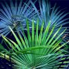 Palm Frond paint by numbers