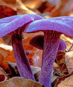 Purple Mushroom paint by numbers