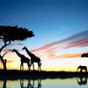 African Animals Silhouette Landscape paint by numbers