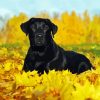 Black Labrador Dog paint by numbers