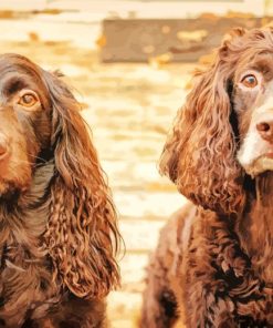 Boykin Spaniel paint by numbers