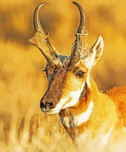 Close Up Pronghorn paint by number