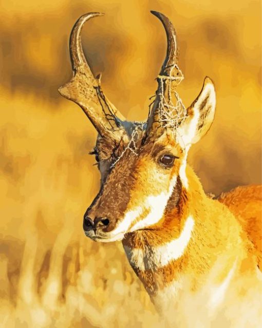 Close Up Pronghorn paint by number
