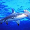 Hammerhead Shark Undersea paint by numbers
