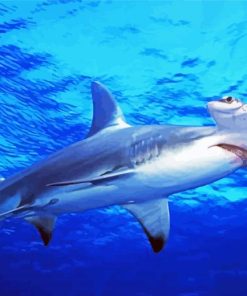Hammerhead Shark Undersea paint by numbers
