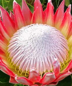 King Protea Plant paint by numbers