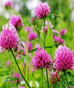 Red Clover Blossoms paint by numbers