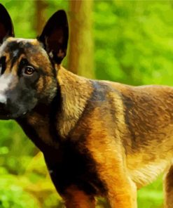 Belgian Malinois paint by numbers
