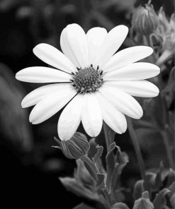 Beautiful Black And White Flowers paint by numbers