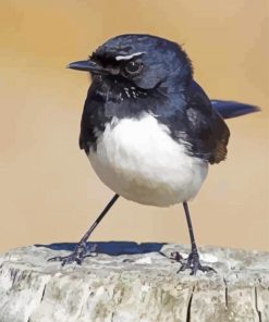 Bird Willy Wagtail paint by number