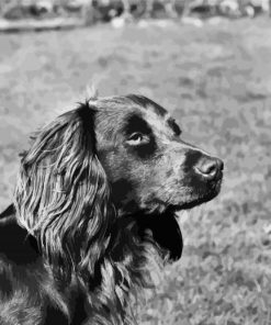 Black And White Boykin Spaniel paint by numbers