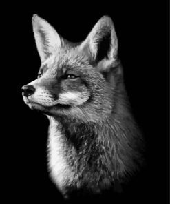 Black And white Fox Animal paint by numbers