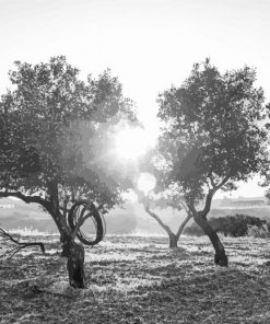 Black And White Olive Trees pai