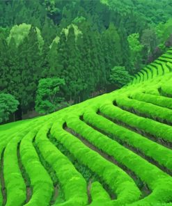Green Tea Field paint by numbers