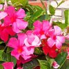 Pink Mandevilla Flowers paint by numbers