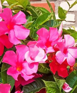 Pink Mandevilla Flowers paint by numbers