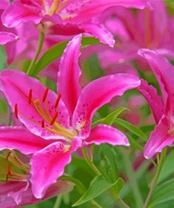 Pink Lilies French Flowers paint by numbers