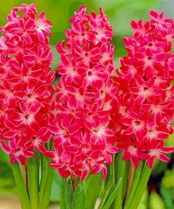 Red Hyacinth French Flowers paint by numbers
