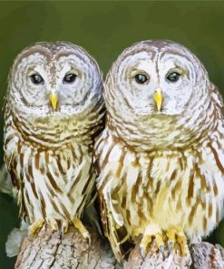 Owl Couple Love paint by numbers