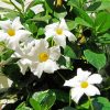 White Mandevilla Flowers paint by numbers