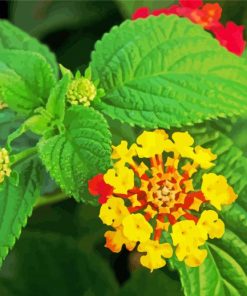 Yellow Lantanas Flowers paint by numbers