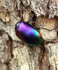 Aesthetic Purple Beetle paint by numbers