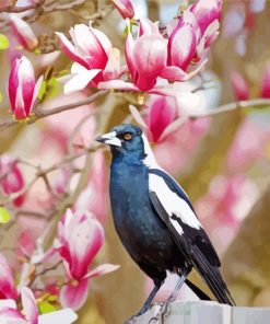 Australian Magpies With Pink Tree paint by numbers