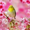 Bird In Pink Flowers Paint By Numbers