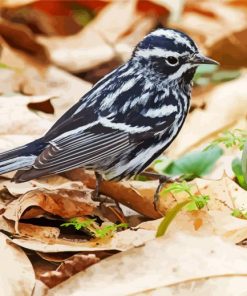 Black And White Warbler Bird paint by numbers