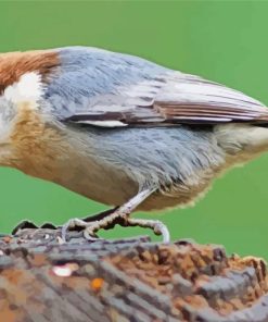 Brown Headed Nuthatch Bird paint by numbers