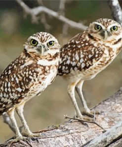 Burrowing Owl Birds On A Branch Paint By Numbers