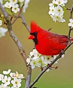 Cardinal And White Flowers paint by numbers