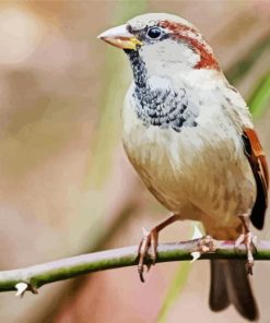 Close Up House Sparrow Bird paint by numbers