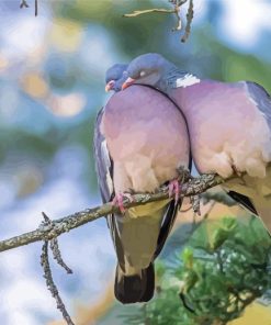 Common Wood Pigeon Couple Paint By Numbers