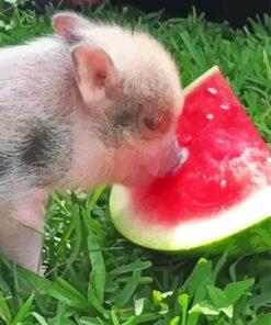 Aesthetic Pig Eating Watermelon paint by numbers
