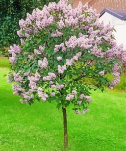 Aesthetic Lilac Tree paint by numbers