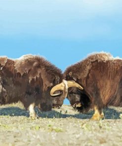 Aesthetic Muskox Northwestern Animals paint by numbers