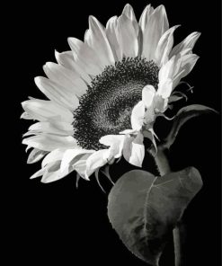 Black And White Flower Illustration paint by numbers